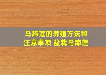 马蹄莲的养殖方法和注意事项 盆栽马蹄莲